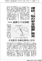 理研、“脳の安全装置”発見 神経回路が過剰な不安抑制