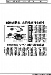 精神・神経医療研、低酸素状態、末梢神経再生促す 髄鞘化制御因子 マウス実験で増加確認