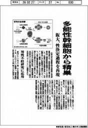 阪大、多能性幹細胞から精巣 性決定過程を再現