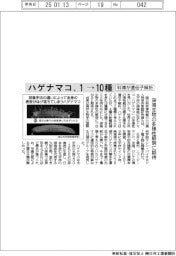 ハゲナマコ、1→10種 科博が遺伝子解析
