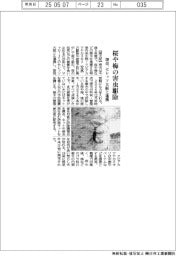 堺市 桜や梅の害虫駆除、セレッソ大阪と連携