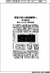 阪大、男性不妊の原因解明へ 精子運動制御たんぱく質を発見