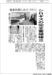 クラハシ、シロギスの完全養殖確立 福山大の技術供与受け 量産出荷にめど