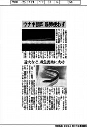 近大など、ウナギ飼料に鶏卵使わず　稚魚養殖に成功