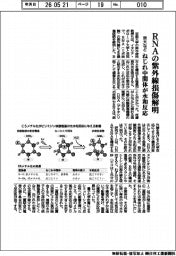 京大など、ＲＮＡの紫外線損傷を解明　ねじれ中間体が水和反応