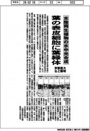 京都産大など、水陸両生植物の水中光合成解明　葉の表皮細胞に葉緑体